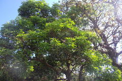 Acronychia pedunculata